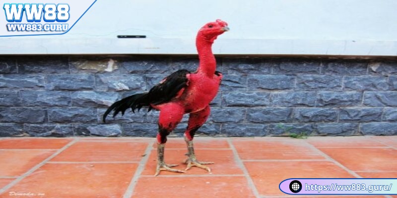 Đá Gà Đòn- Những Trận Đấu Kịch Tính Tại WW88 2 da-ga-don-nguon-goc-ga-don