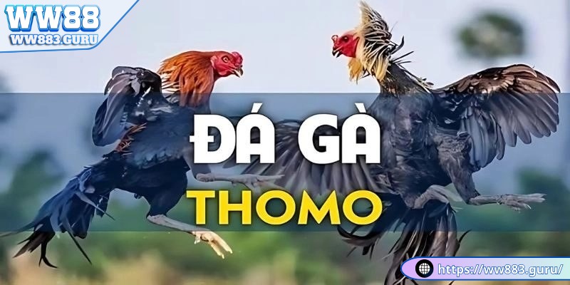 Đá Gà Thomo- Những Trận Đấu Hấp Dẫn 3 da-ga-thomo-nhieu-tran-dau-trong-ngay
