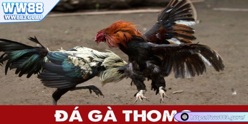 Đá Gà Thomo- Những Trận Đấu Hấp Dẫn 2 da-ga-thomo-tim-hieu-chung